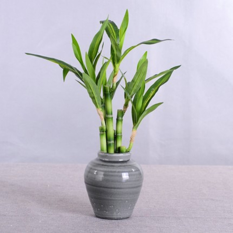 Neue 40 cm rFtificial Lucky Ba – Desk Setup Plants Bewertung und Preis